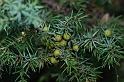 1204 Juniperus oxycedrus
